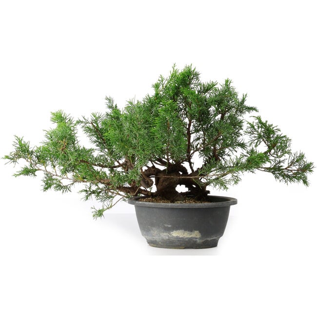 Juniperus chinensis, 25,5 cm, ± 18 años