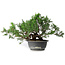 Juniperus chinensis, 25,5 cm, ± 18 years old