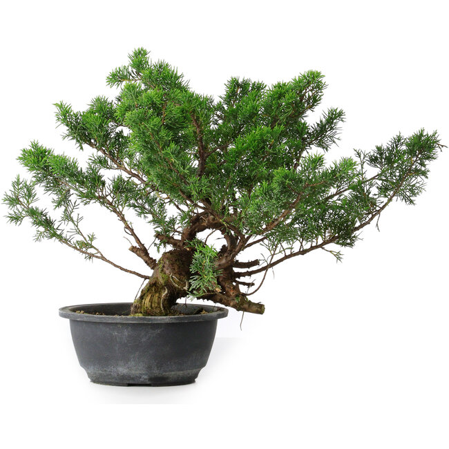 Juniperus chinensis, 31,5 cm, ± 18 years old