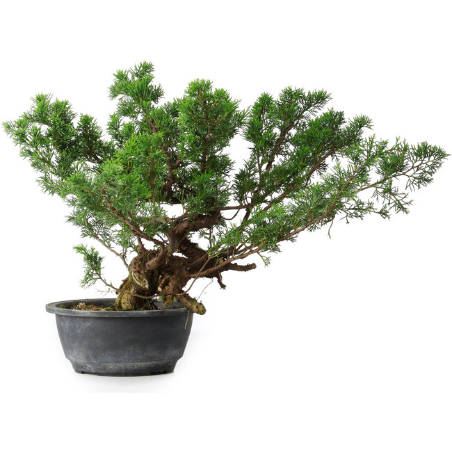 Juniperus chinensis, 31,5 cm, ± 18 anni