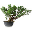 Juniperus chinensis, 31,5 cm, ± 18 years old