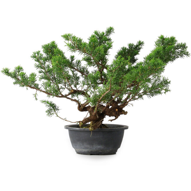 Juniperus chinensis, 31,5 cm, ± 18 jaar oud
