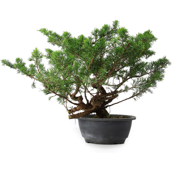Juniperus chinensis, 31,5 cm, ± 18 years old