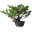 Juniperus chinensis, 31,5 cm, ± 18 ans