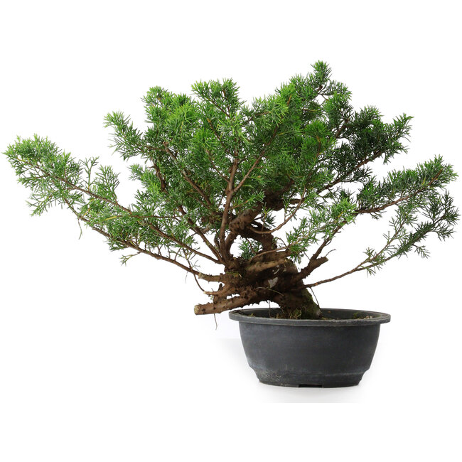 Juniperus chinensis, 31,5 cm, ± 18 jaar oud