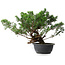 Juniperus chinensis, 31,5 cm, ± 18 anni