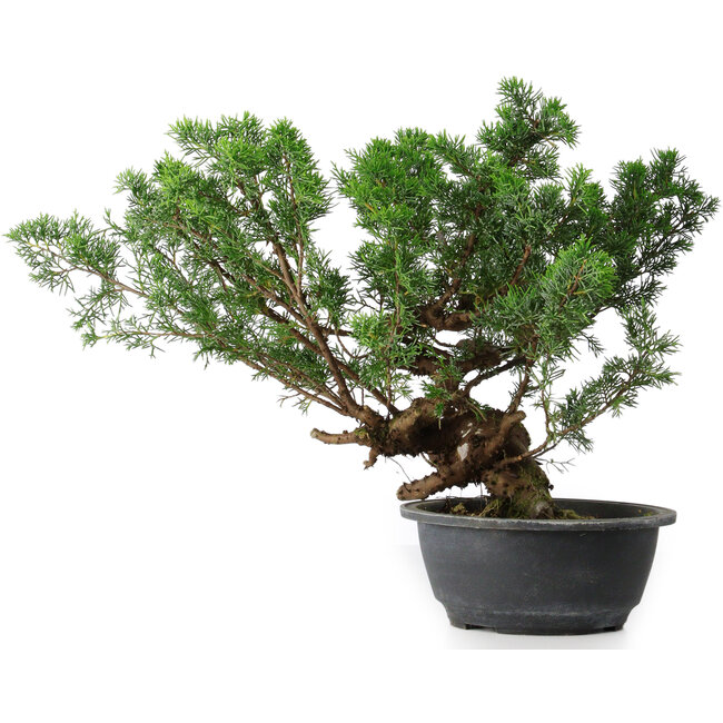 Juniperus chinensis, 31,5 cm, ± 18 years old