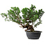 Juniperus chinensis, 31,5 cm, ± 18 ans