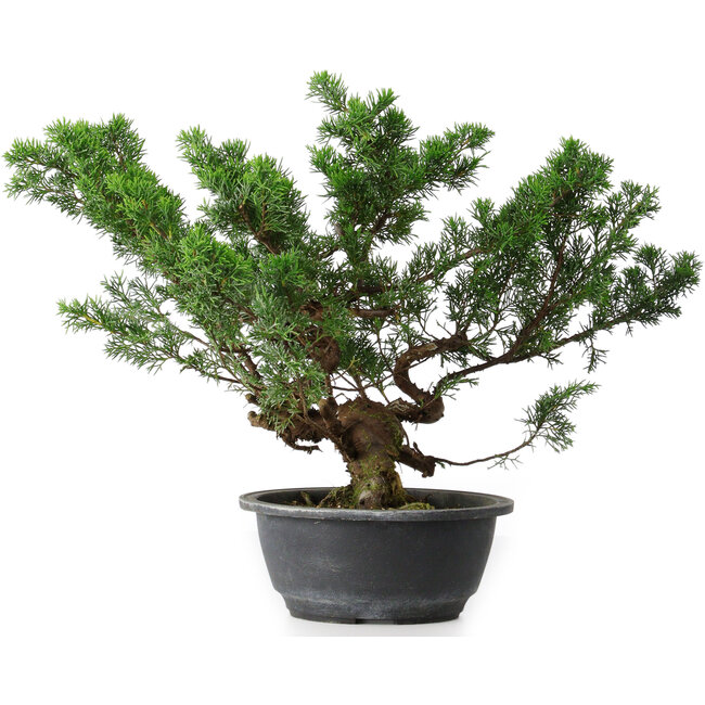 Juniperus chinensis, 31,5 cm, ± 18 jaar oud