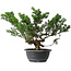Juniperus chinensis, 31,5 cm, ± 18 years old