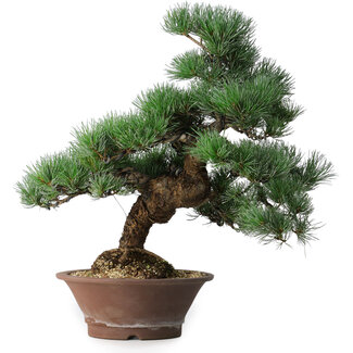Pinus parviflora, 44,5 cm, ± 12 años