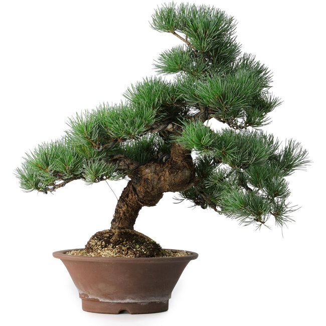 Pinus parviflora, 44,5 cm, ± 12 años