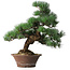 Pinus parviflora, 44,5 cm, ± 12 años