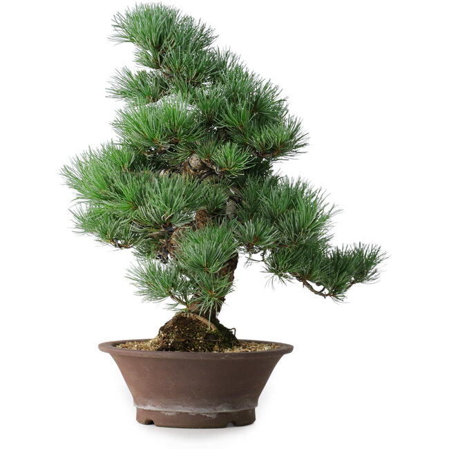 Pinus parviflora, 44,5 cm, ± 12 jaar oud