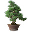 Pinus parviflora, 44,5 cm, ± 12 jaar oud