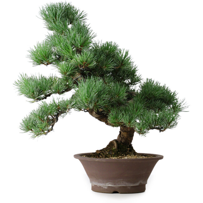 Pinus parviflora, 44,5 cm, ± 12 ans