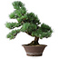 Pinus parviflora, 44,5 cm, ± 12 years old