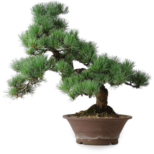 Pinus parviflora, 44,5 cm, ± 12 years old