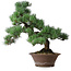 Pinus parviflora, 44,5 cm, ± 12 jaar oud