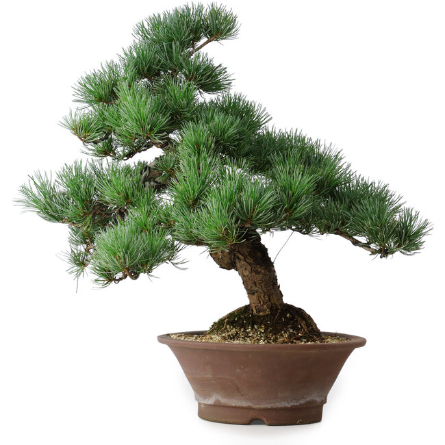 Pinus parviflora, 44,5 cm, ± 12 jaar oud