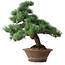Pinus parviflora, 44,5 cm, ± 12 years old