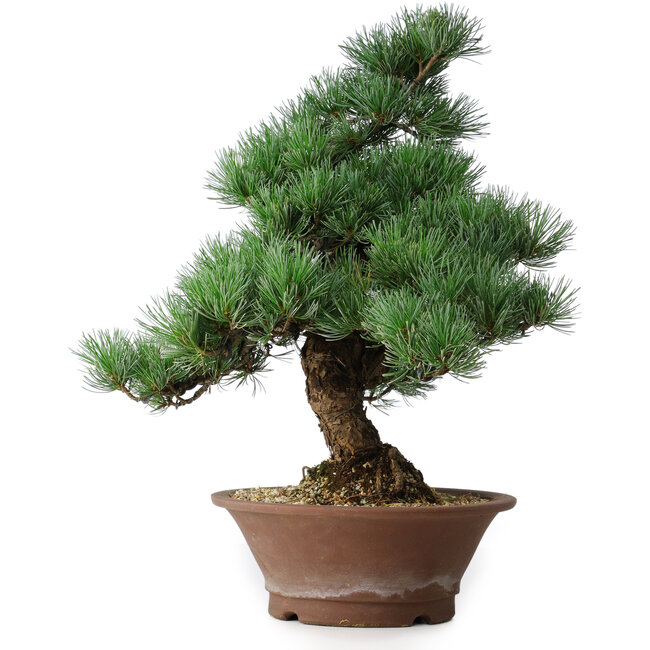 Pinus parviflora, 44,5 cm, ± 12 ans