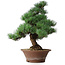Pinus parviflora, 44,5 cm, ± 12 jaar oud