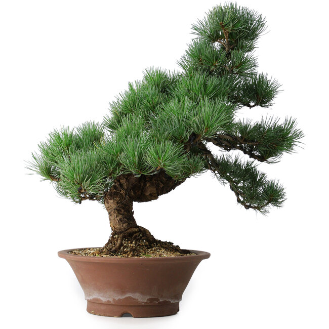 Pinus parviflora, 44,5 cm, ± 12 years old