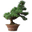 Pinus parviflora, 44,5 cm, ± 12 jaar oud