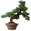 Pinus parviflora, 44,5 cm, ± 12 years old