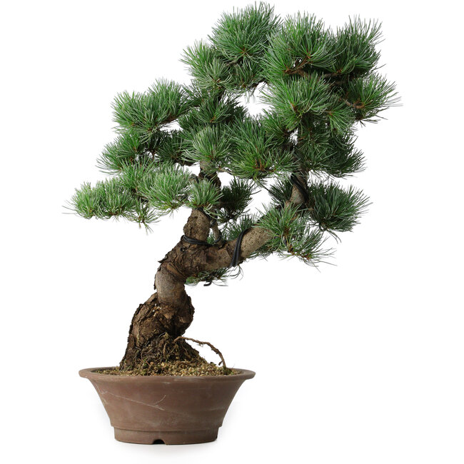 Pinus parviflora, 53,5 cm, ± 12 jaar oud