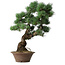Pinus parviflora, 53,5 cm, ± 12 jaar oud