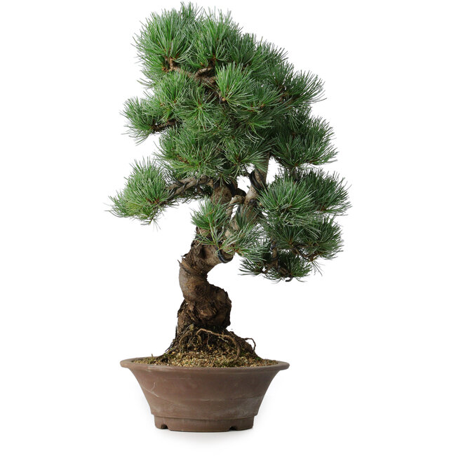 Pinus parviflora, 53,5 cm, ± 12 ans