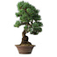 Pinus parviflora, 53,5 cm, ± 12 jaar oud