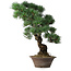 Pinus parviflora, 53,5 cm, ± 12 jaar oud
