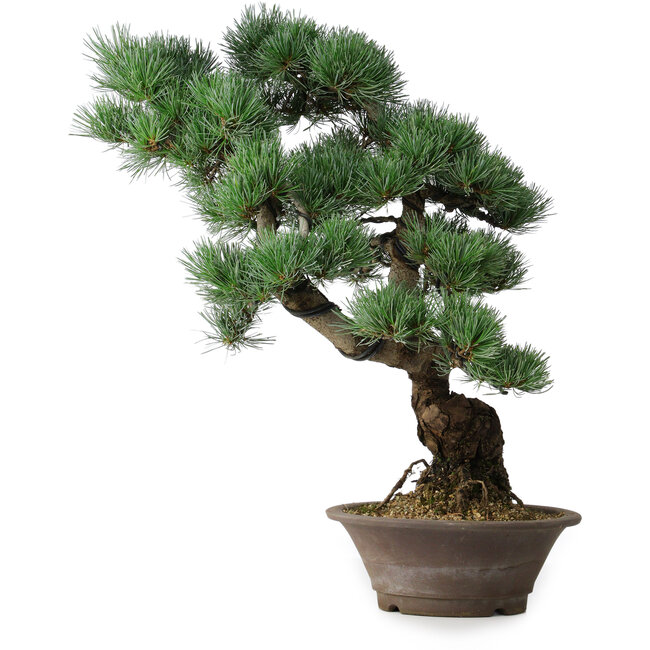 Pinus parviflora, 53,5 cm, ± 12 years old