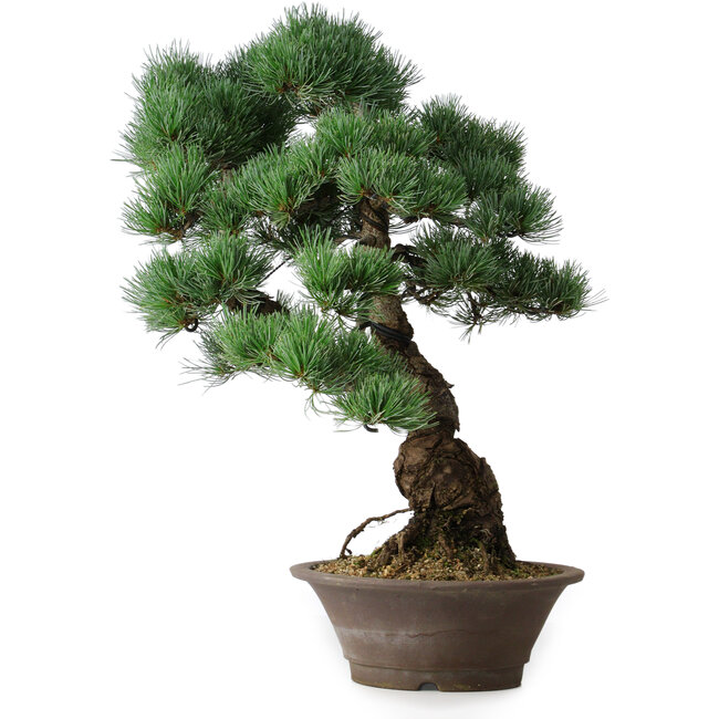 Pinus parviflora, 53,5 cm, ± 12 jaar oud