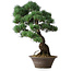 Pinus parviflora, 53,5 cm, ± 12 Jahre alt