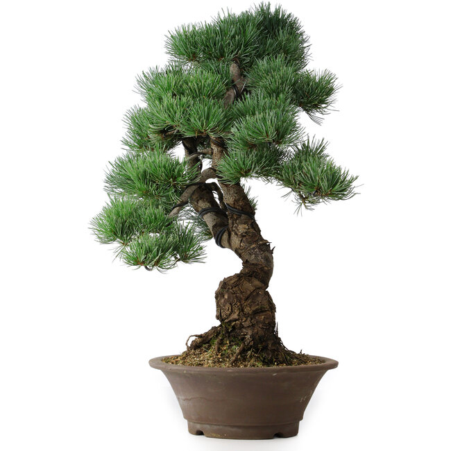 Pinus parviflora, 53,5 cm, ± 12 years old