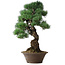 Pinus parviflora, 53,5 cm, ± 12 Jahre alt