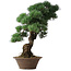 Pinus parviflora, 53,5 cm, ± 12 jaar oud