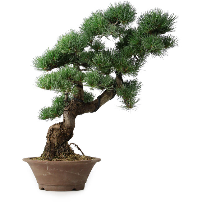 Pinus parviflora, 53,5 cm, ± 12 years old