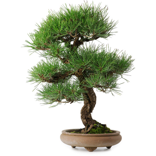 Pinus thunbergii, 37 cm, ± 25 jaar oud