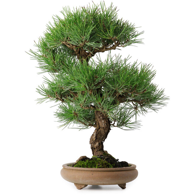 Pinus thunbergii, 37 cm, ± 25 jaar oud
