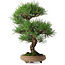 Pinus thunbergii, 37 cm, ± 25 jaar oud