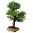 Pinus thunbergii, 37 cm, ± 25 jaar oud