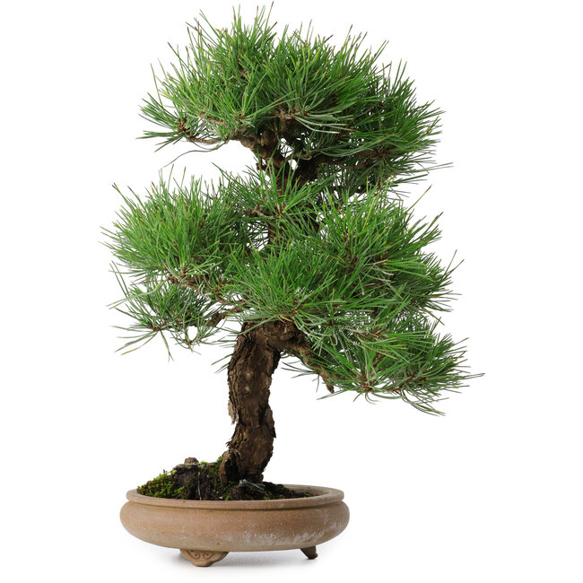 Pinus thunbergii, 37 cm, ± 25 jaar oud