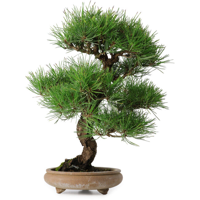 Pinus thunbergii, 37 cm, ± 25 jaar oud