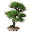 Pinus thunbergii, 37 cm, ± 25 jaar oud