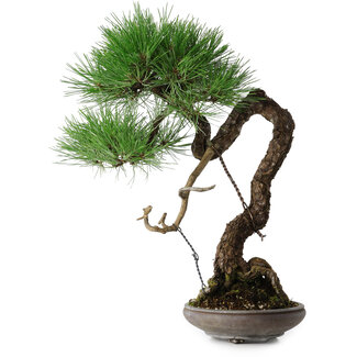 Pinus thunbergii, 46 cm, ± 35 ans